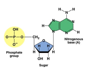 Carbohydrate and Custom Nucleotides Synthesis